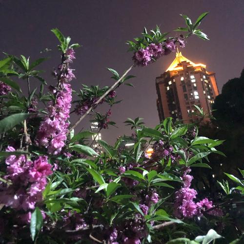 晚饭后的春影