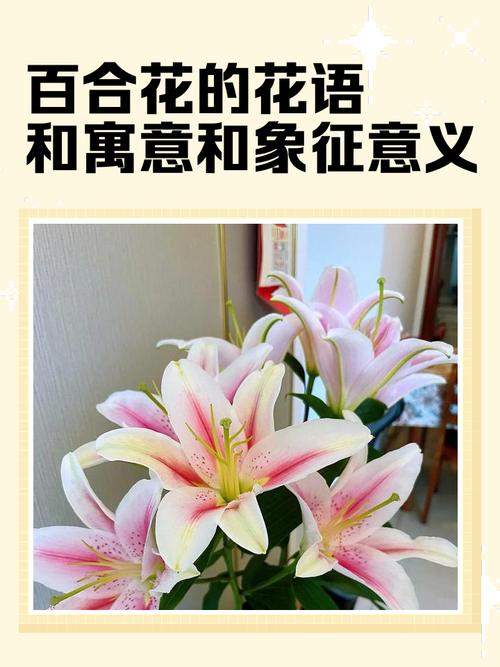 百合的寓意,中西方差太多