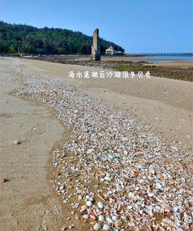 捡贝壳的“潜规则”:你以为的品相,可能都是死亡后的残骸