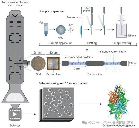 结构生物学家使用冷冻电镜进行数据收集