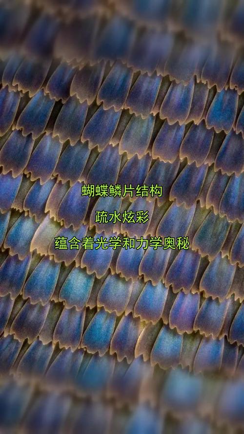 蝴蝶,不只是会飞的花——关于它们的一点冷知识-因为所以