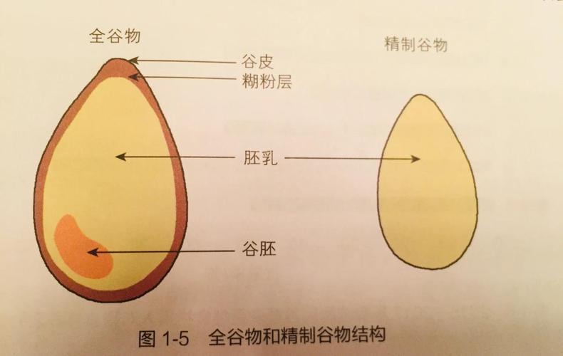 全谷物与精制谷物剖面对比图