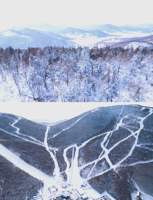 北大壶滑雪场粉雪树林景色