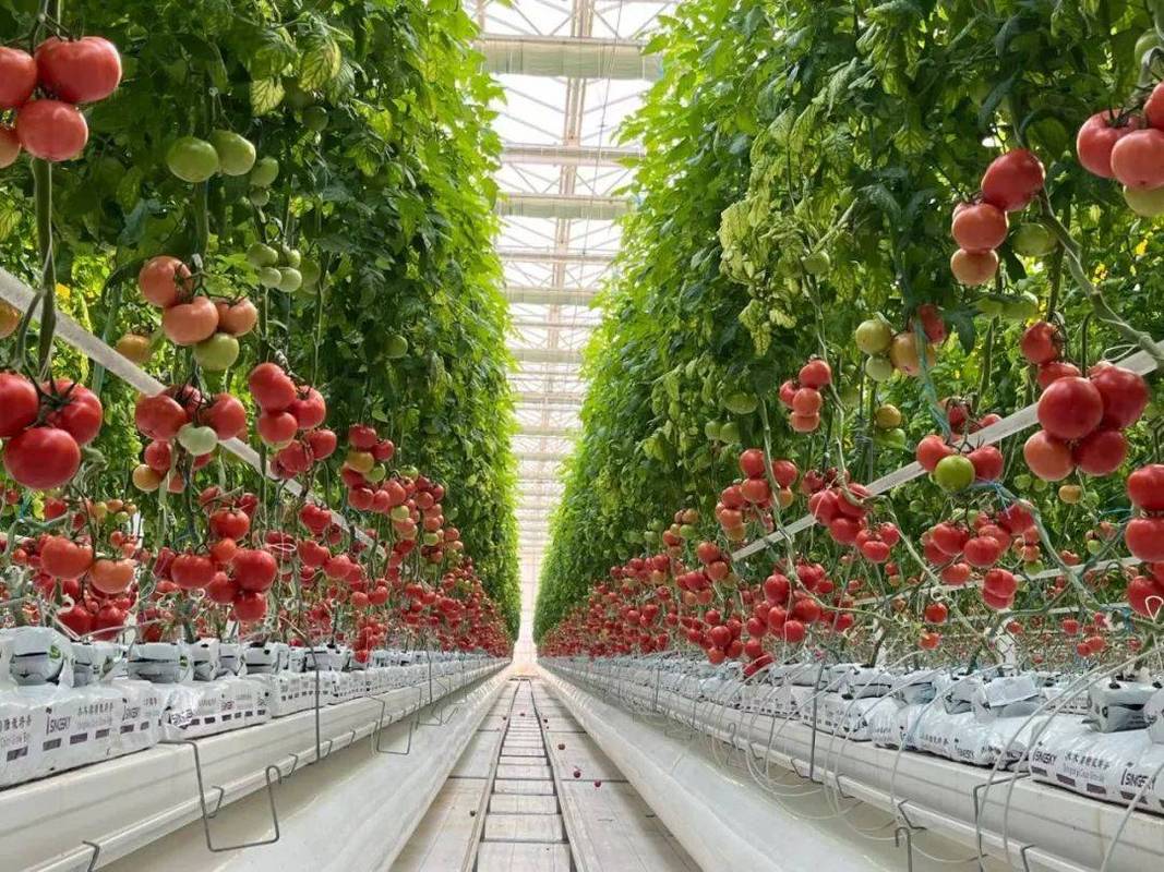 改变普通人生活的生物技术应用：从实验室到日常的那些惊喜