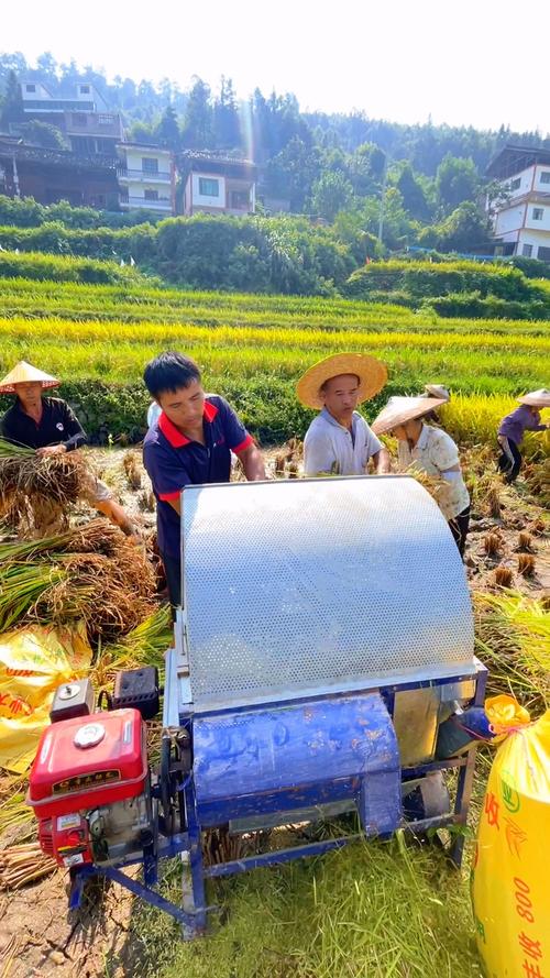 南漳麻城河村村民收割水稻秋收场景