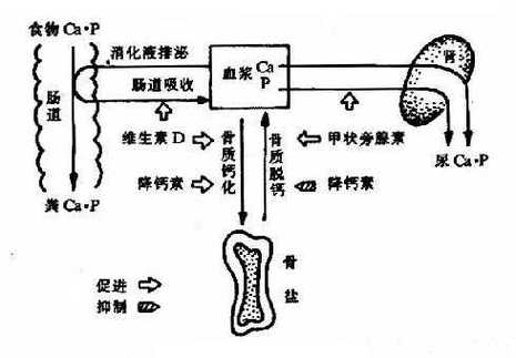 犬猫钙磷吸收原理示意图