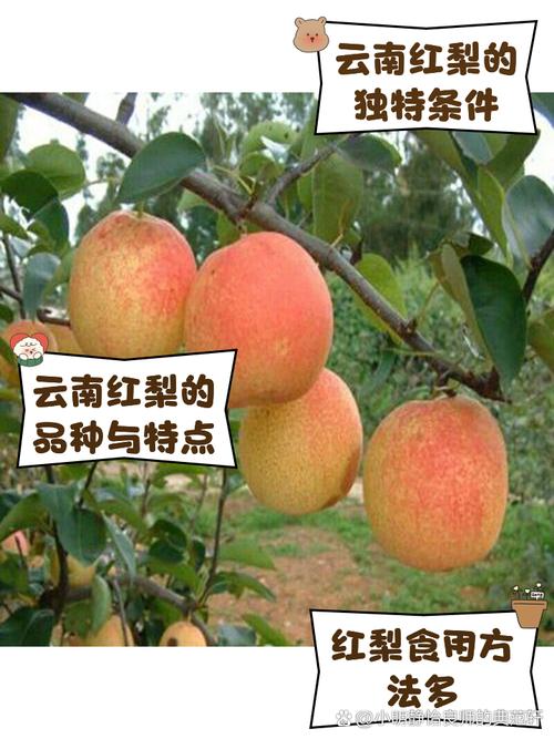云南乡村市场上摆放的本地土种红皮梨,形状不规则