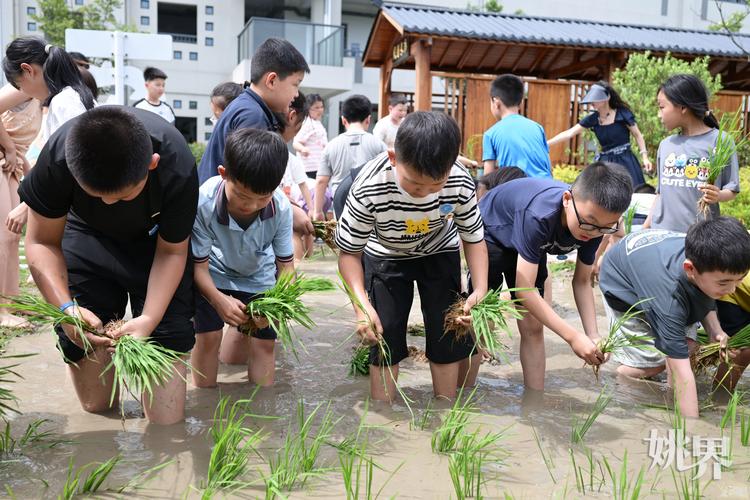 湖南乡村小学学生稻田劳动实践课