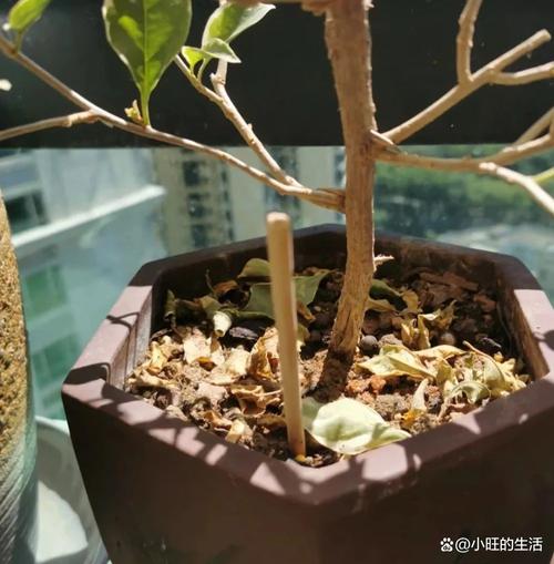 居家阳台插筷子测盆土湿度实拍