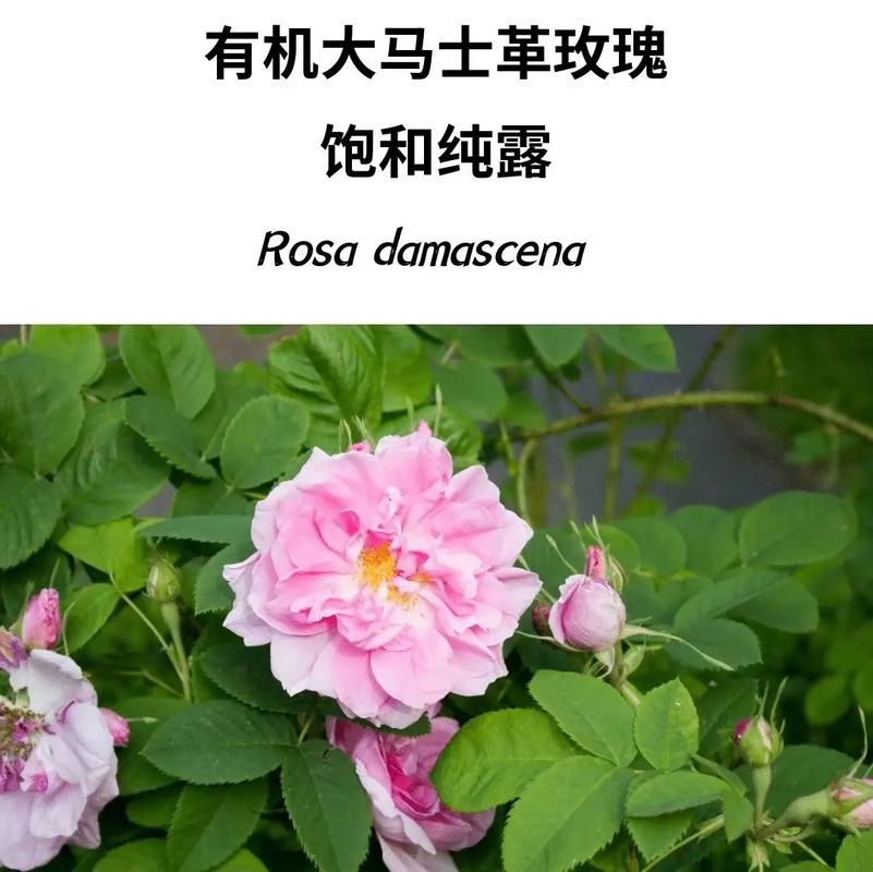 大马士革玫瑰清晨采摘蒸馏纯露过程