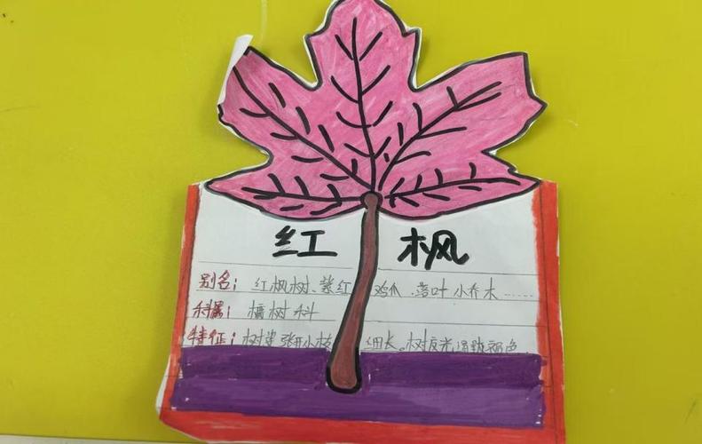 儿童做落叶身份证手工自然科普实拍