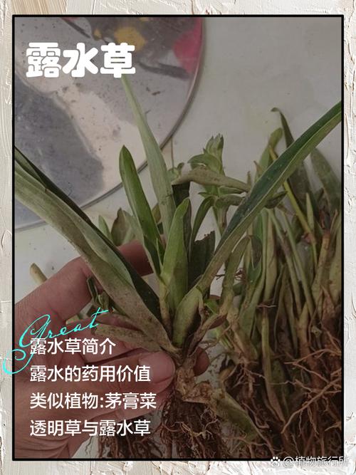 露水不是无用的水——它是植物的救命稻草,也是虫子的饮水机