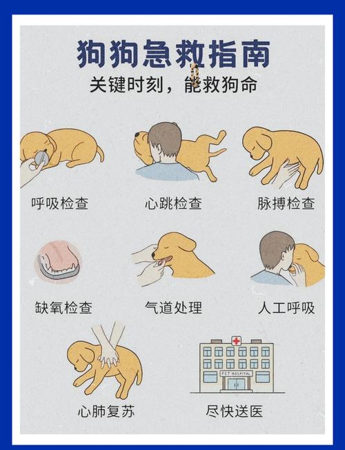 小型犬人工呼吸正确操作姿势图