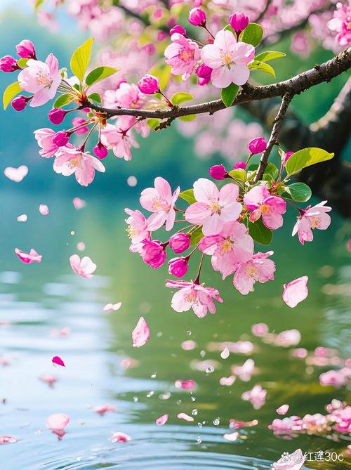 莲湖公园樱花落瓣