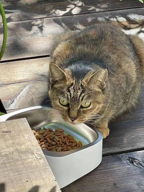12岁老年猫蹲在猫粮碗边发呆