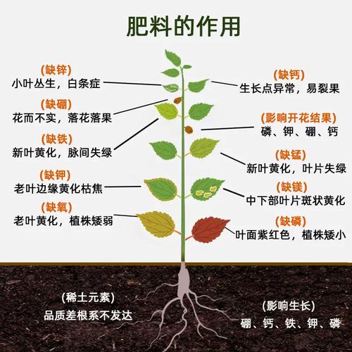 观叶植物与开花植物的肥料元素配比示意图