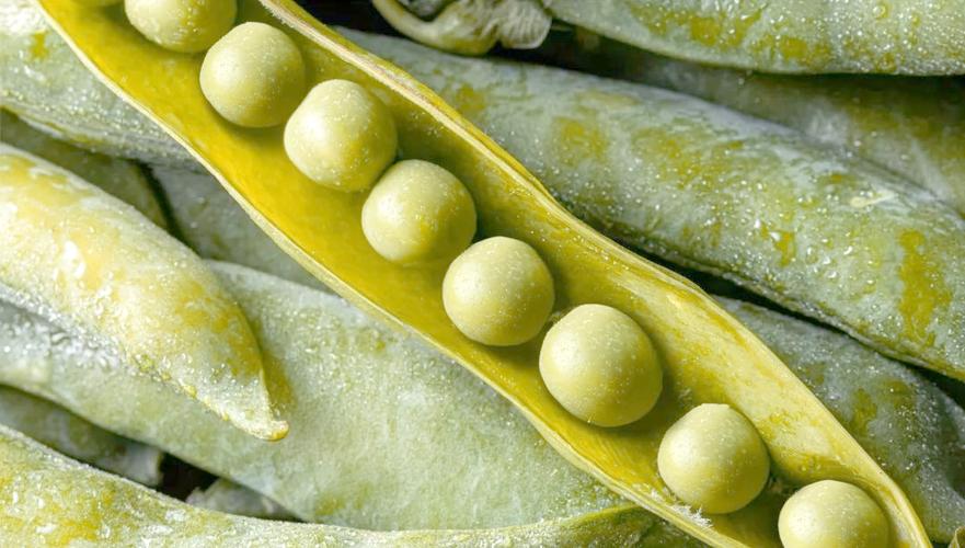 豆荚:藏在绿色胶囊里的时间胶囊-因为所以