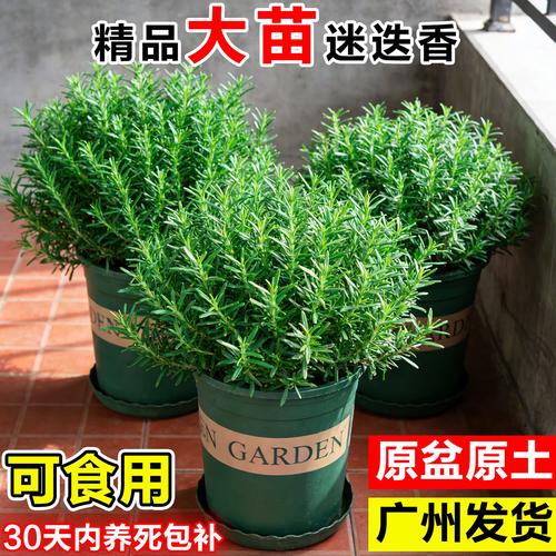 室内阳台种植薄荷迷迭香驱虫绿植场景