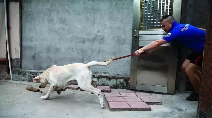 狗狗爆冲拉扯主人场景