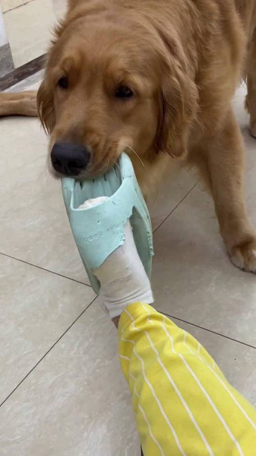 三个月金毛幼犬咬拖鞋拆家现场