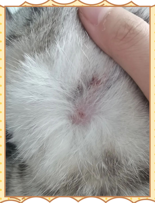 流浪猫颈部猫藓掉毛症状图