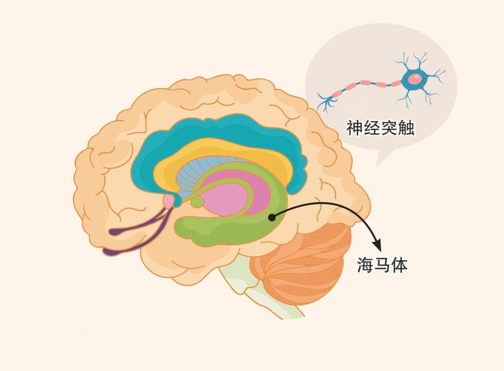 大脑海马体记忆形成过程示意图