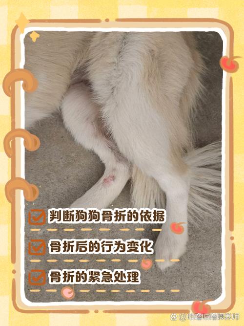 主人错误按揉宠物受伤骨折腿部