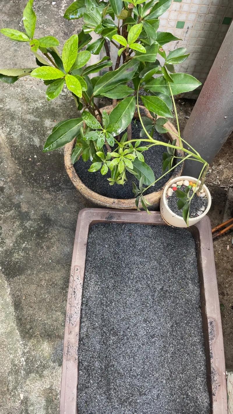 家庭阳台盆栽筛草木灰实景图