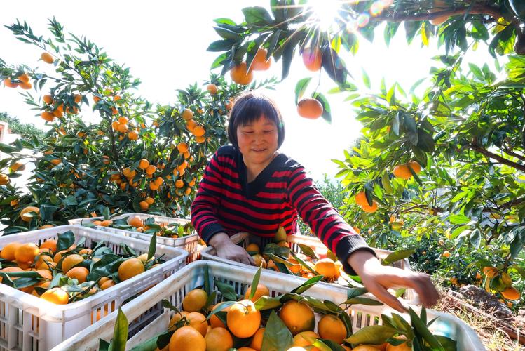 游客在湖北南漳柑橘园采摘柑橘