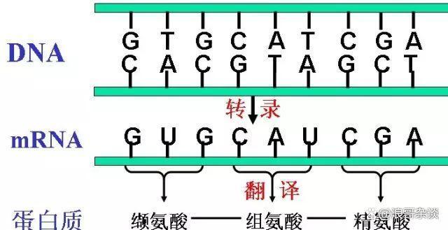 DNA碱基序列映射二进制数据原理示意图
