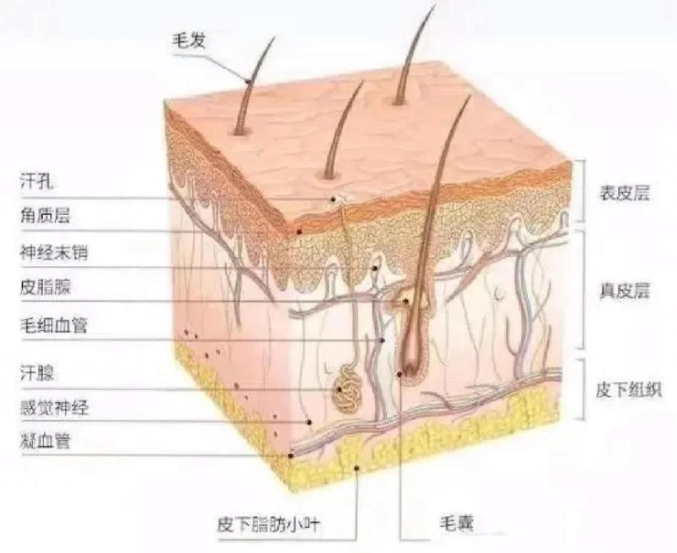 健康皮肤角质层结构示意图