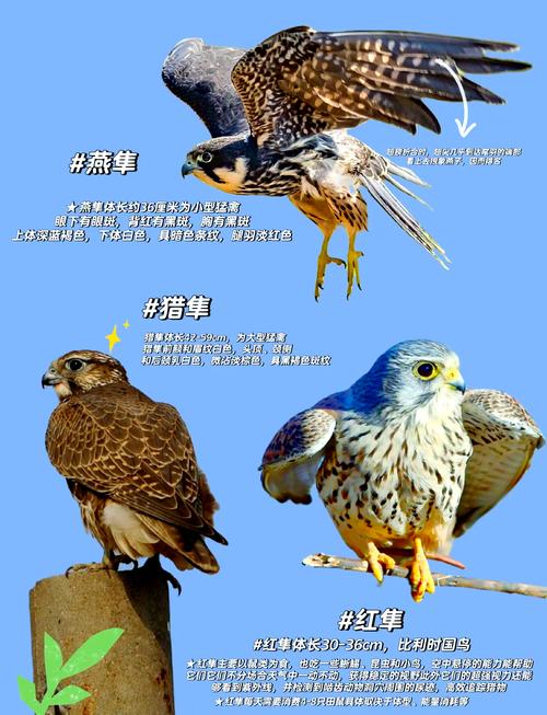 隼形目猛禽捕食动力学冲击瞬间分析图
