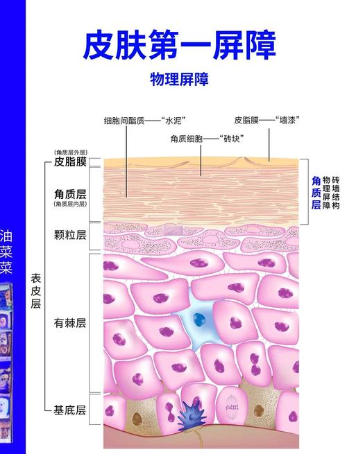 皮肤屏障砖墙结构保湿原理示意图