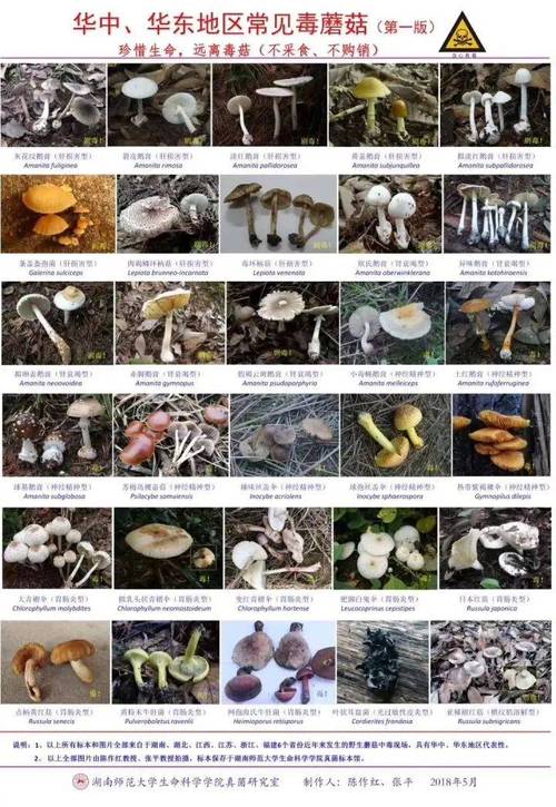 常见有毒野生菌与可食用菌对比图