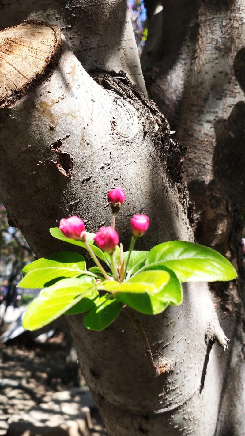 负载敏感与恒压变量:老树也能开新花