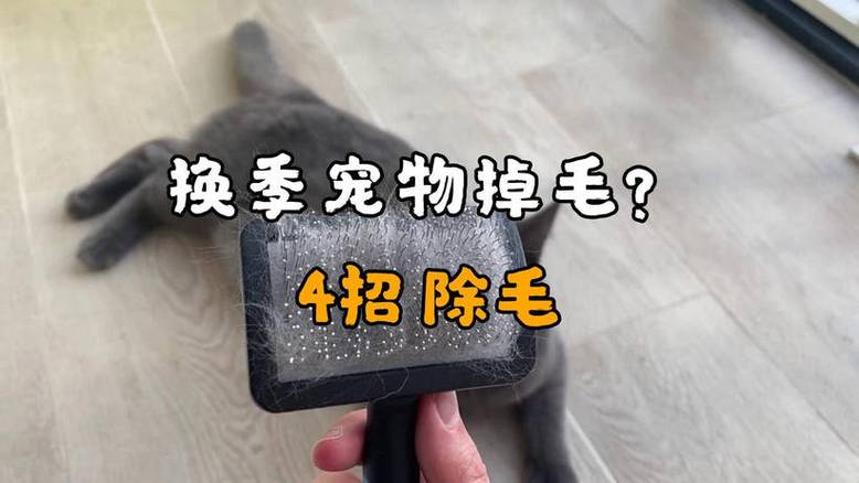 春夏换季家庭宠物掉毛清理实拍