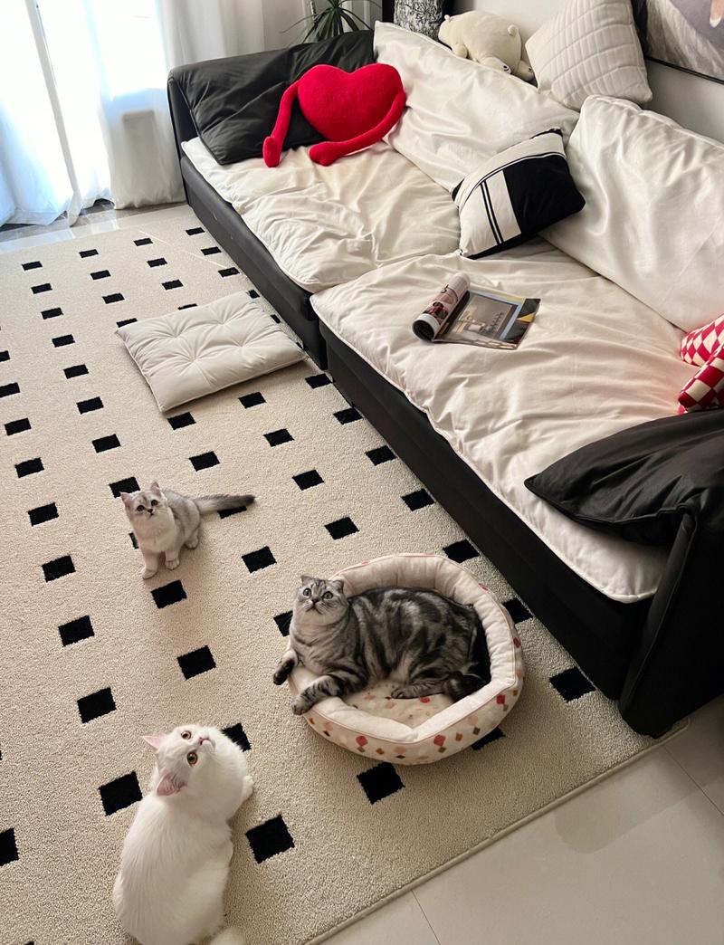 出租屋主人喂小猫日常场景