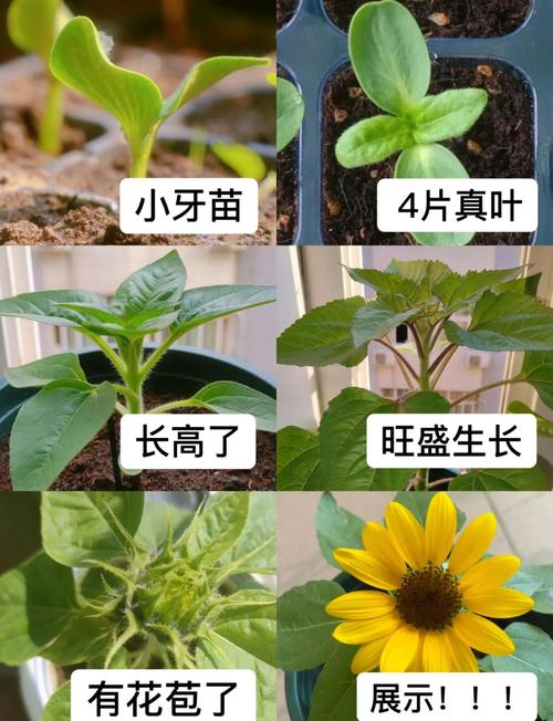 向日葵的谎言：科学拆解、种植避坑与梵高的黄色疯狂-因为所以