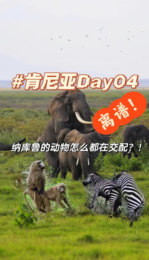 动物表演的伦理死结