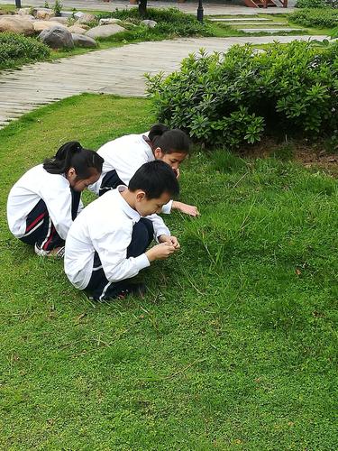 小学生户外草地观察自然写作场景