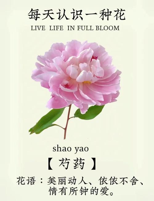 买芍药,这几点我哭着总结的经验你必须听