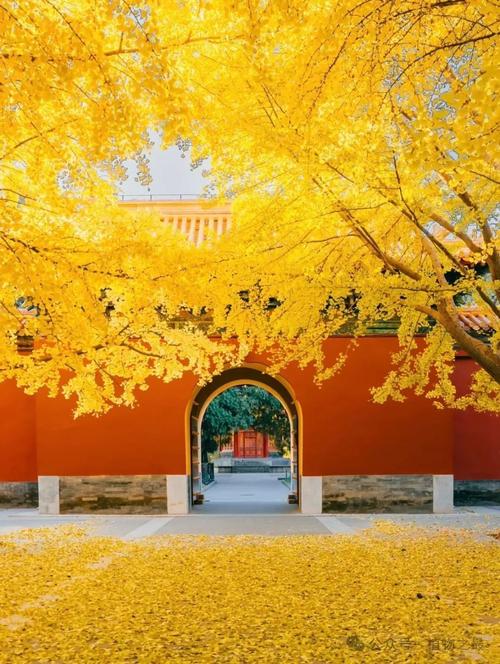 南漳法门寺山门口百年古银杏树