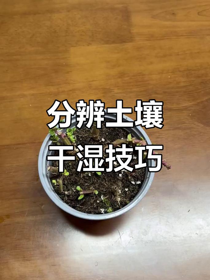 绿植土壤干湿程度对比示意图