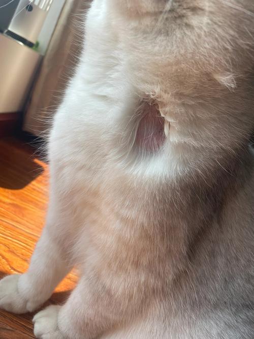 猫颈部猫藓初期掉毛斑块实拍