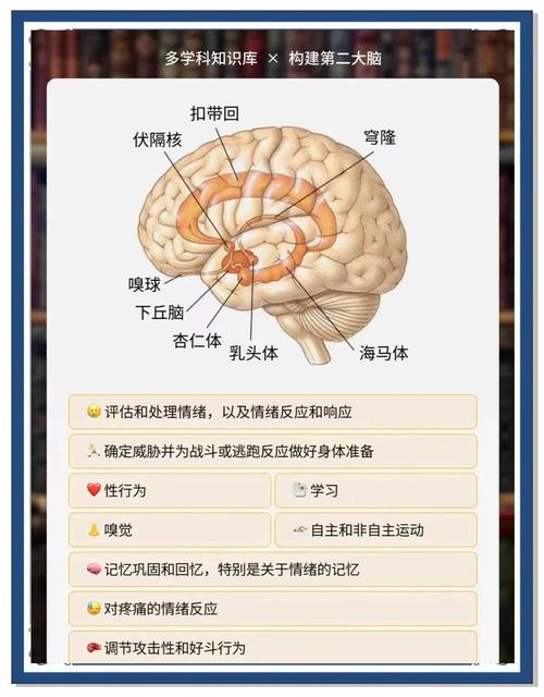 大脑海马体与杏仁核在情绪记忆形成中的作用示意图