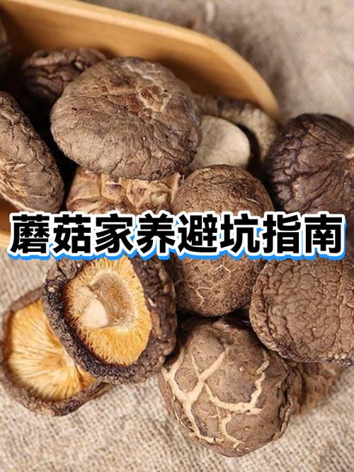 选蘑菇面一定要避的三个大坑