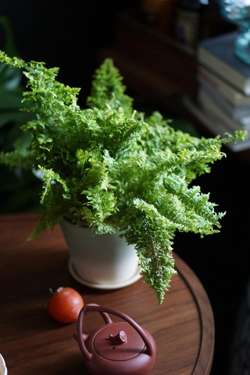浴室窗台悬挂蕨类植物实拍