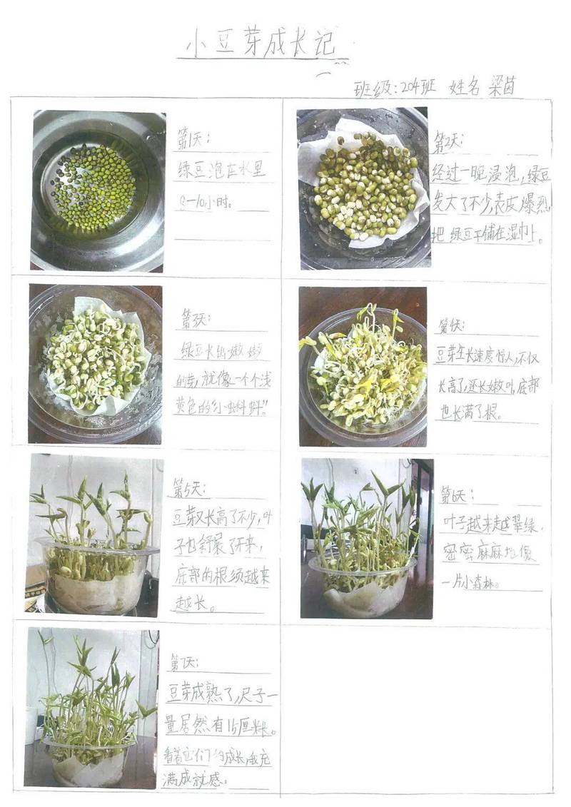 小学科学课堂学生分组观察绿豆发芽场景