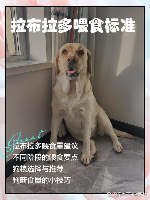肥胖宠物跑步减肥 宠物喂养