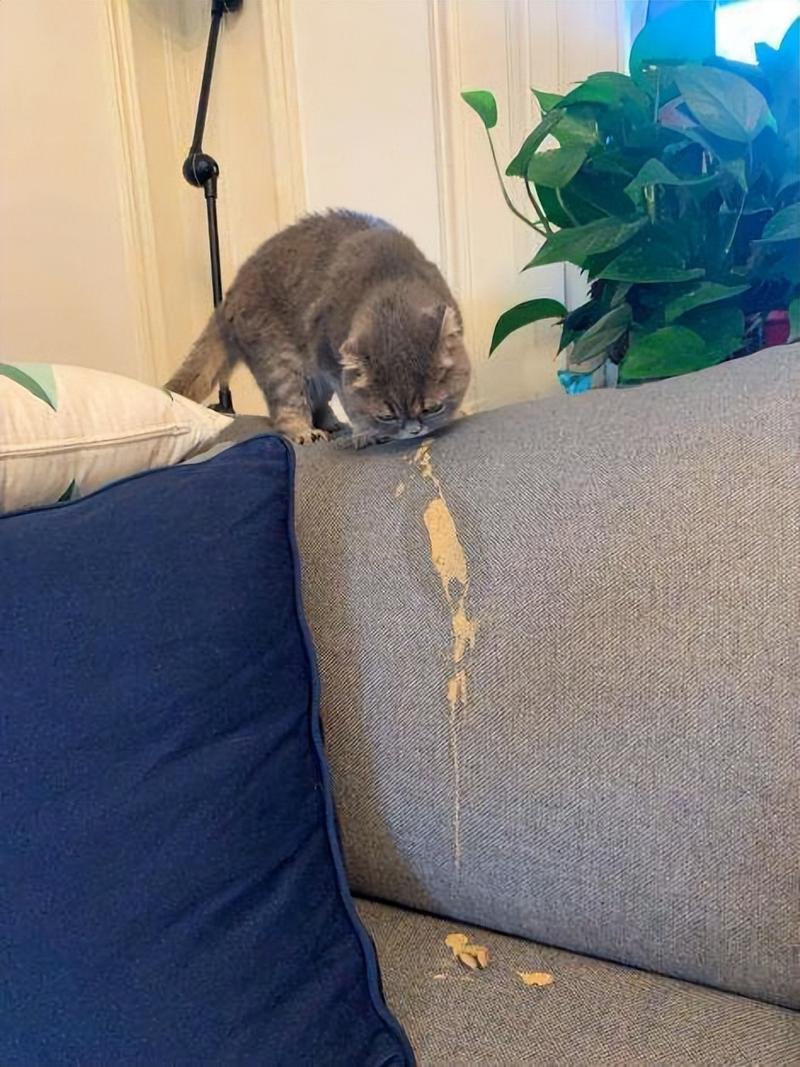医院就诊时精神萎靡的呕吐猫咪实拍